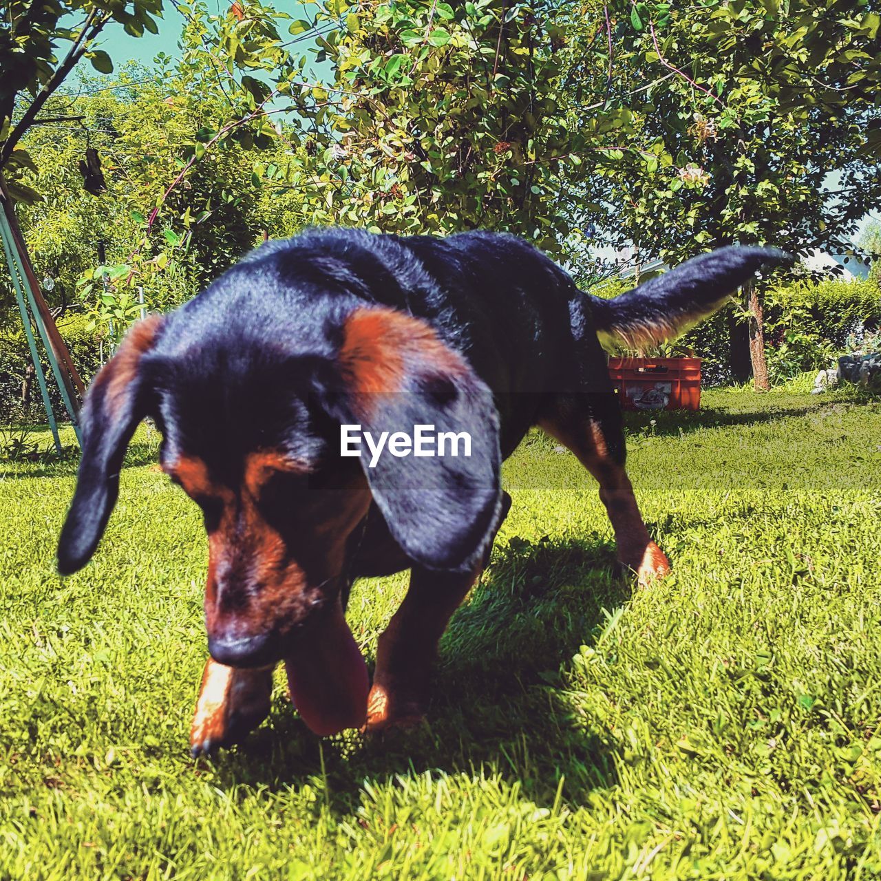 DOG ON GRASSY FIELD