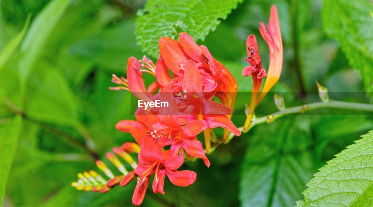 Close-up of red rose flower