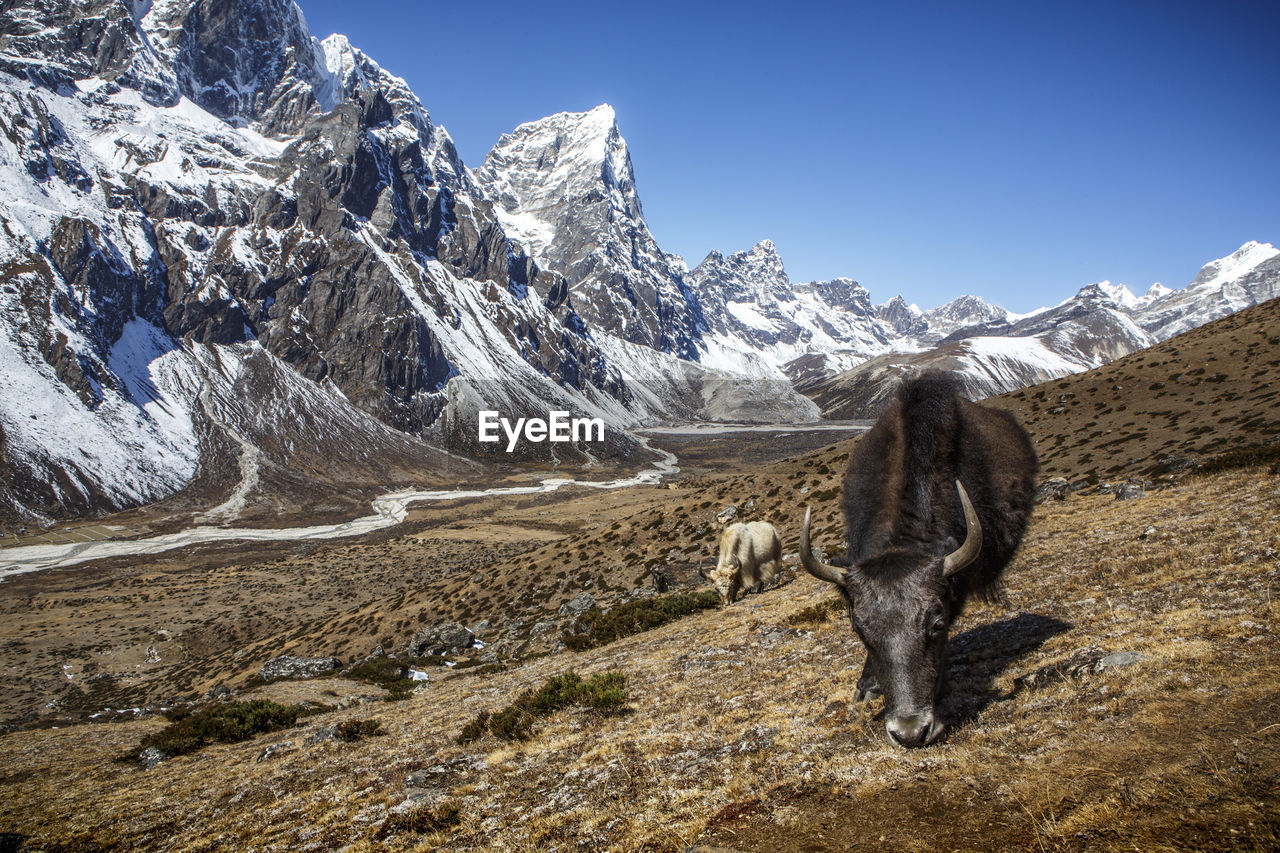 Yaks near the trail to everest base camp in nepal's khumbu valley.