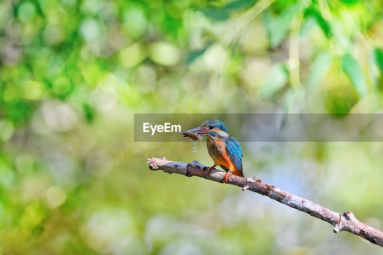 CLOSE-UP OF BIRD PERCHING ON TWIG