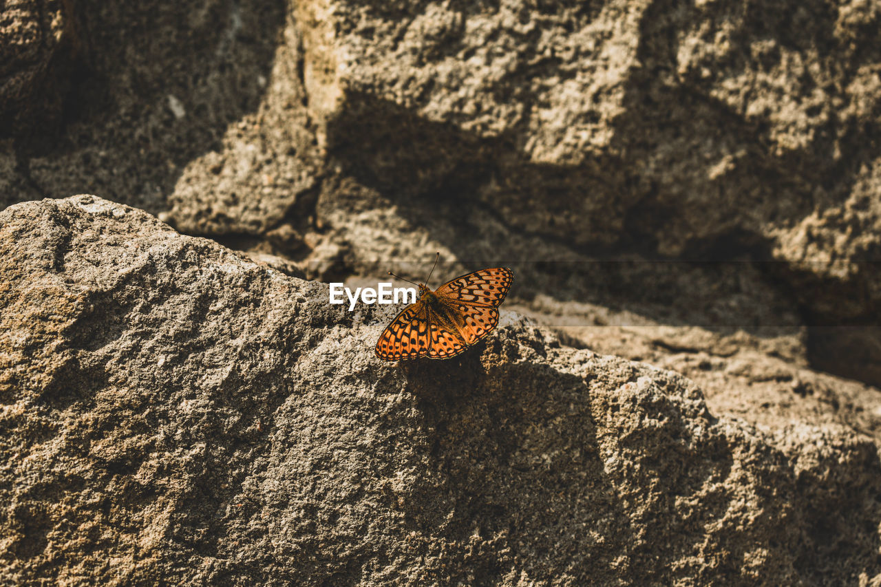 BUTTERFLY ON ROCK