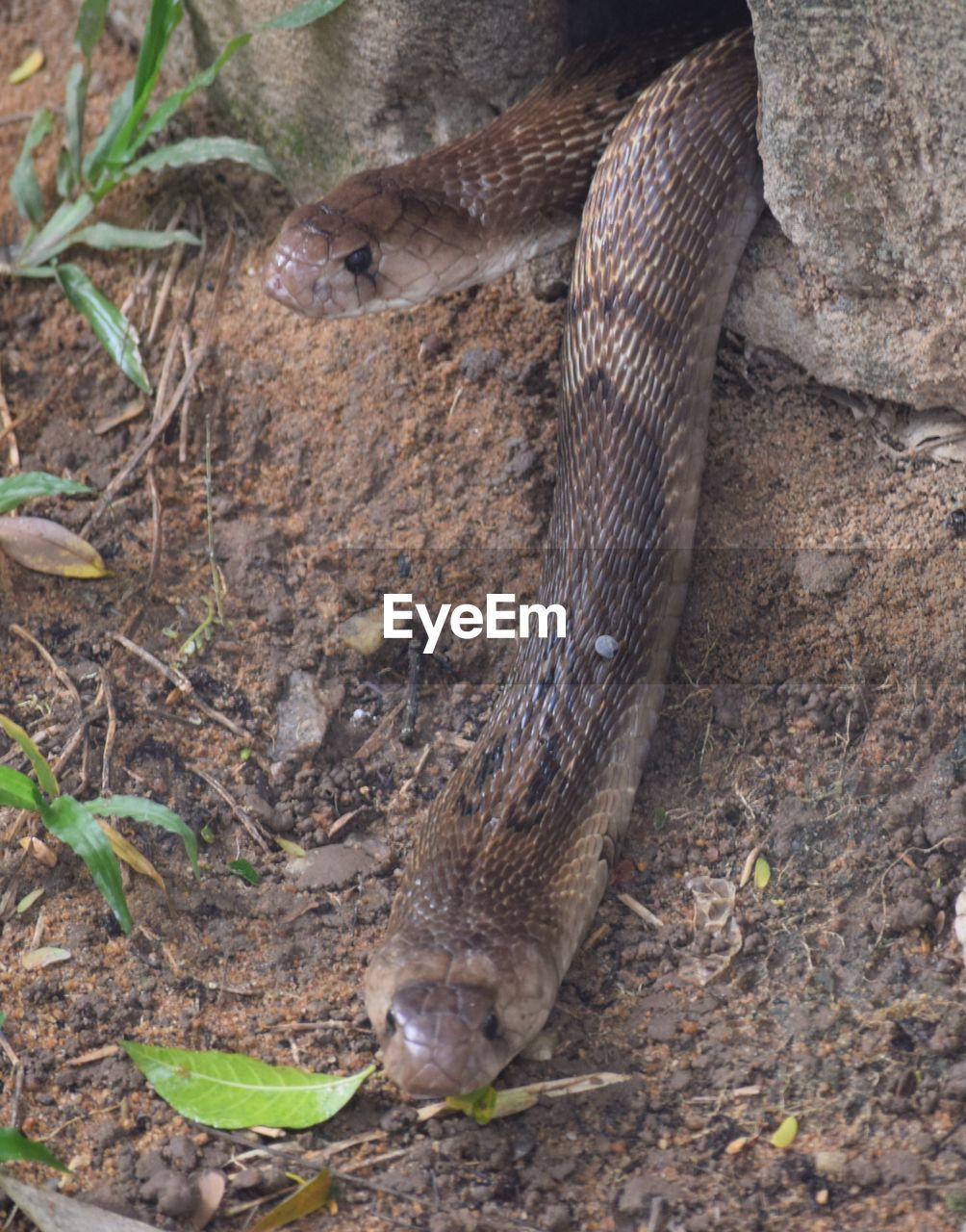 CLOSE-UP OF AN ANIMAL ON GROUND