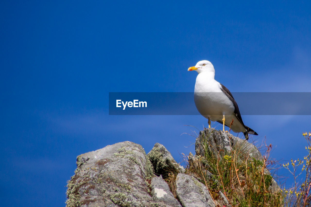 SEAGULL PERCHING ON ROCK