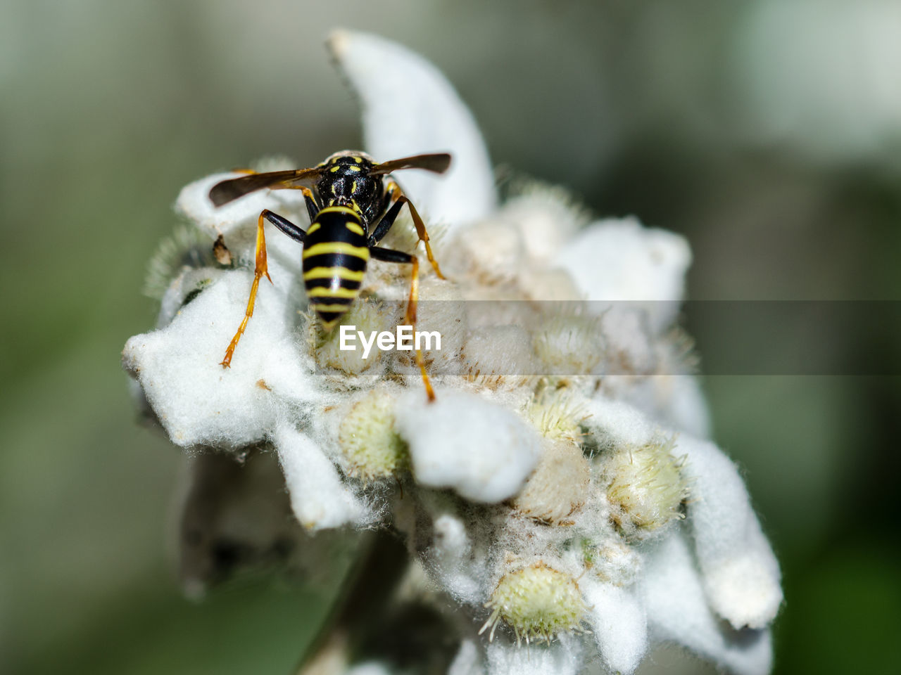 Close-up of insect on flower