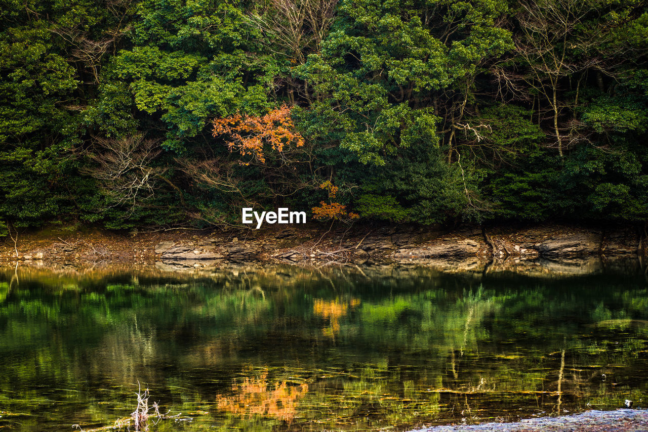 SCENIC VIEW OF FOREST