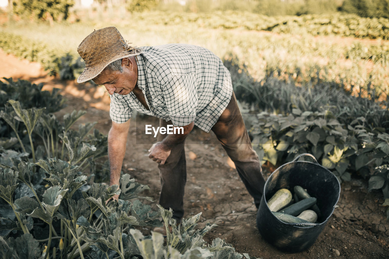 Male farm worker harvesting vegetables in basket at field