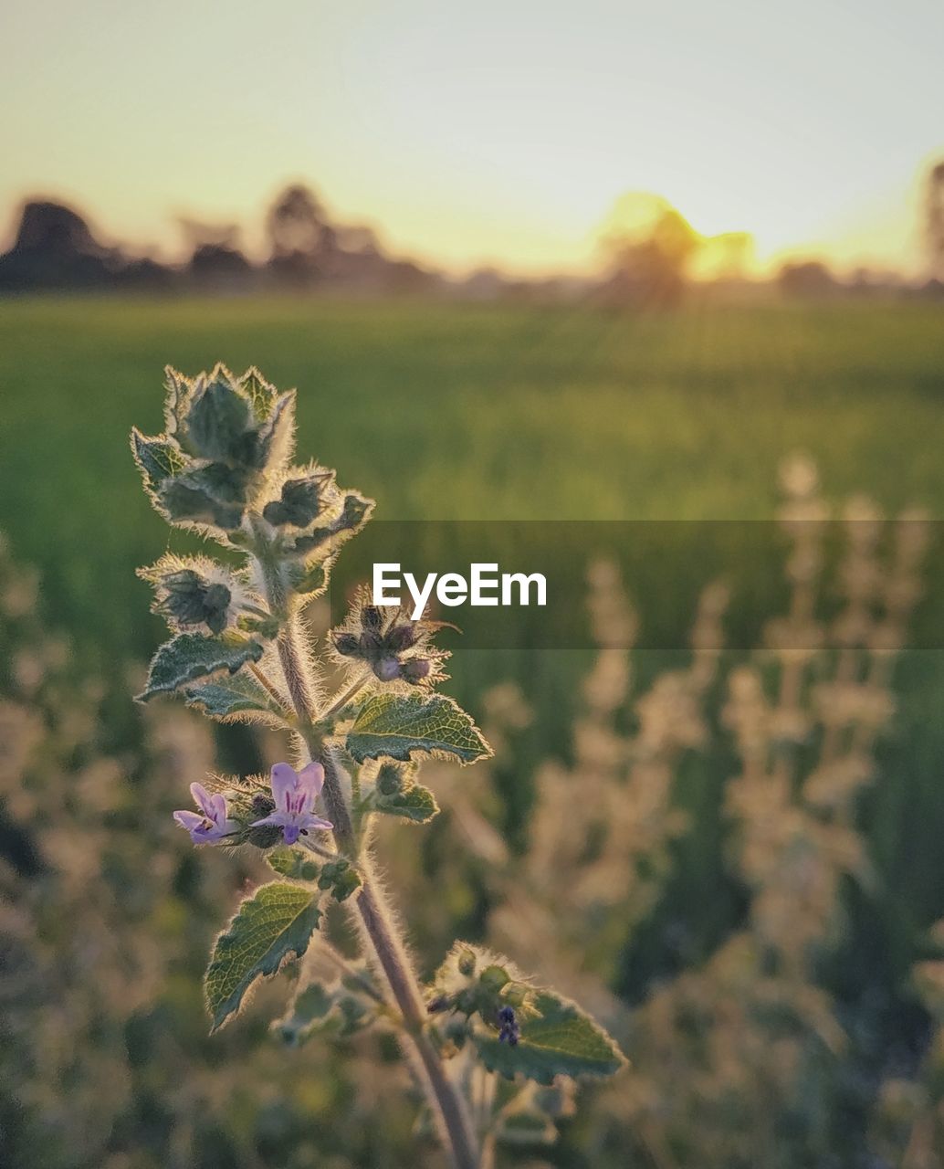 Close-up of purple flowering plant on field