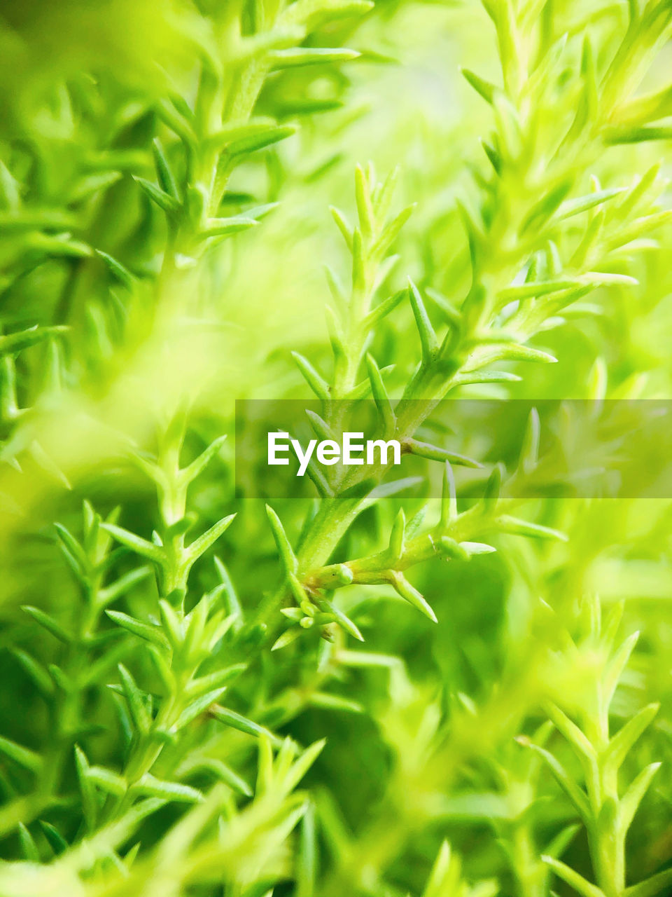 plant, green, leaf, grass, plant part, growth, nature, lawn, agriculture, food, healthcare and medicine, herb, flower, food and drink, backgrounds, no people, field, medicine, beauty in nature, land, environment, tree, close-up, crop, outdoors, herbal medicine, freshness, full frame, lush foliage, foliage, selective focus, vibrant color, landscape