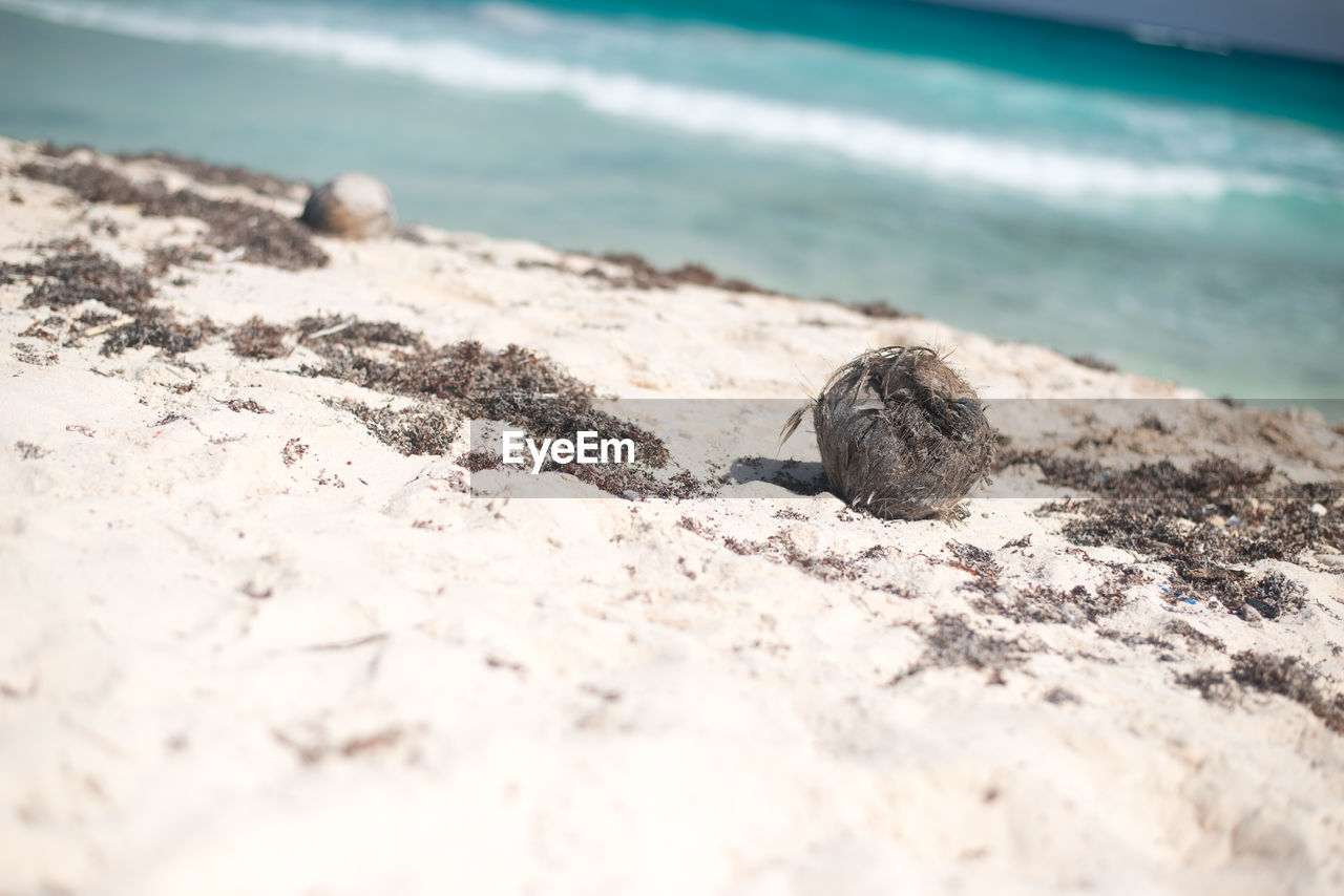 CLOSE-UP OF CRAB ON SHORE