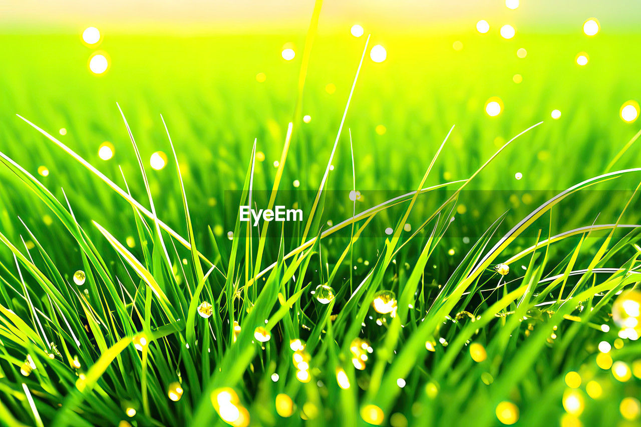 plant, green, grass, nature, backgrounds, beauty in nature, environment, drop, field, blade of grass, no people, moisture, dew, meadow, water, growth, summer, freshness, springtime, wet, lawn, sunlight, land, close-up, selective focus, grassland, macro photography, vibrant color, plain, outdoors, sun, sky, bright, wheatgrass, brightly lit, defocused, light - natural phenomenon, landscape, leaf, environmental conservation, multi colored, flower, back lit, abstract