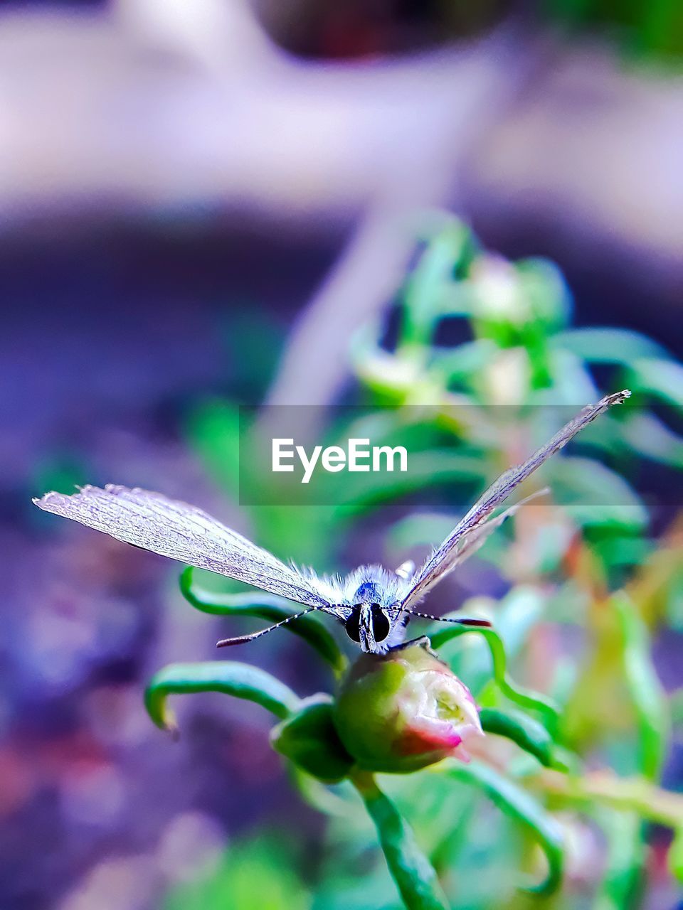 CLOSE-UP OF BUTTERFLY ON LEAF