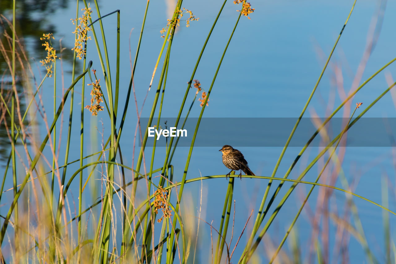 BIRD PERCHING ON A PLANT AGAINST SKY