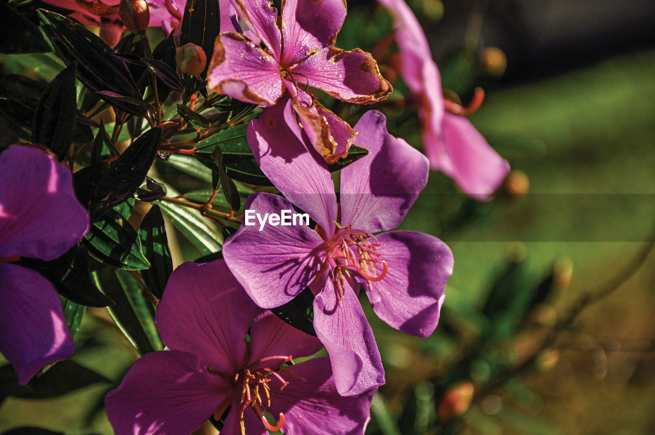 Pink flowers in the light of sunrise, near monte alegre do su in brazil.