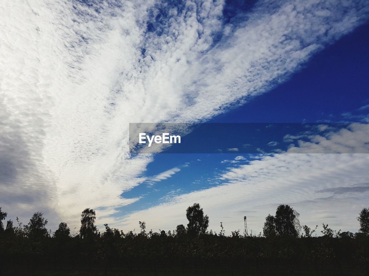 LOW ANGLE VIEW OF SILHOUETTE TREES ON LAND AGAINST SKY