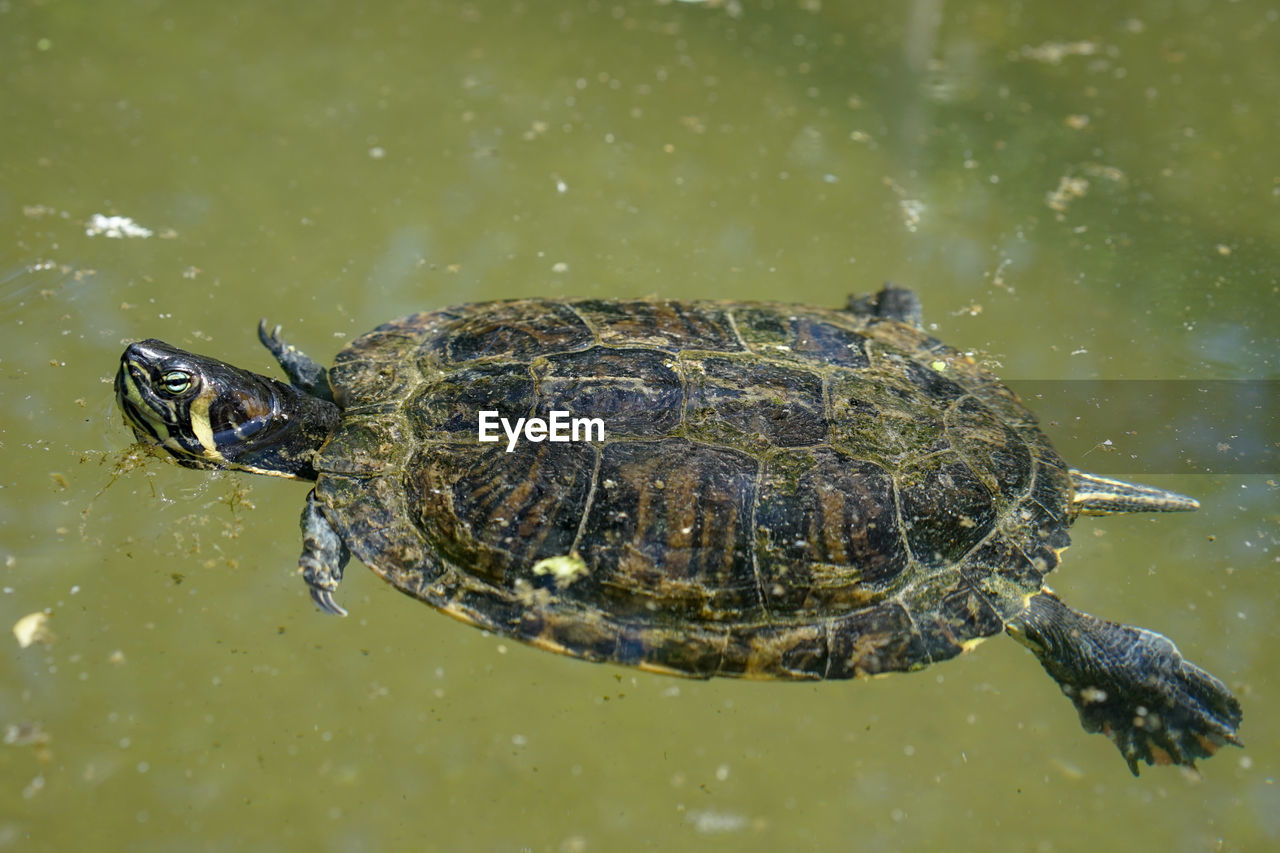 HIGH ANGLE VIEW OF A TURTLE IN WATER