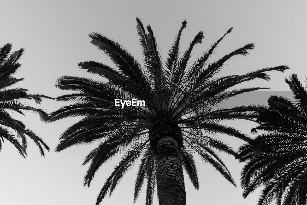 LOW ANGLE VIEW OF PALM TREE AGAINST SKY