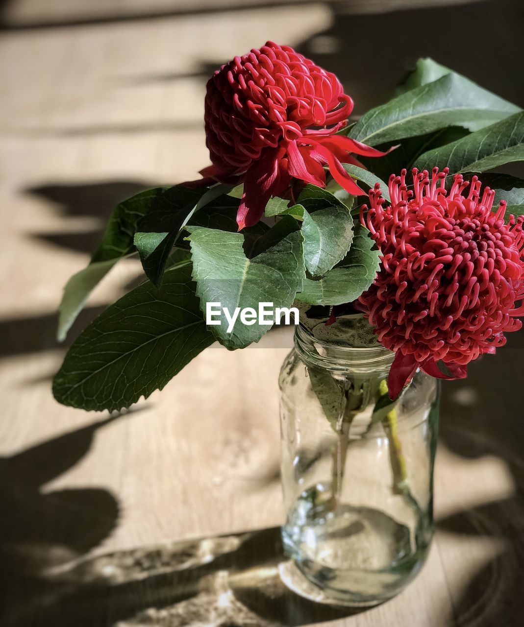 Close-up of two red waratah flowers in glass jar against shadow patterned background.