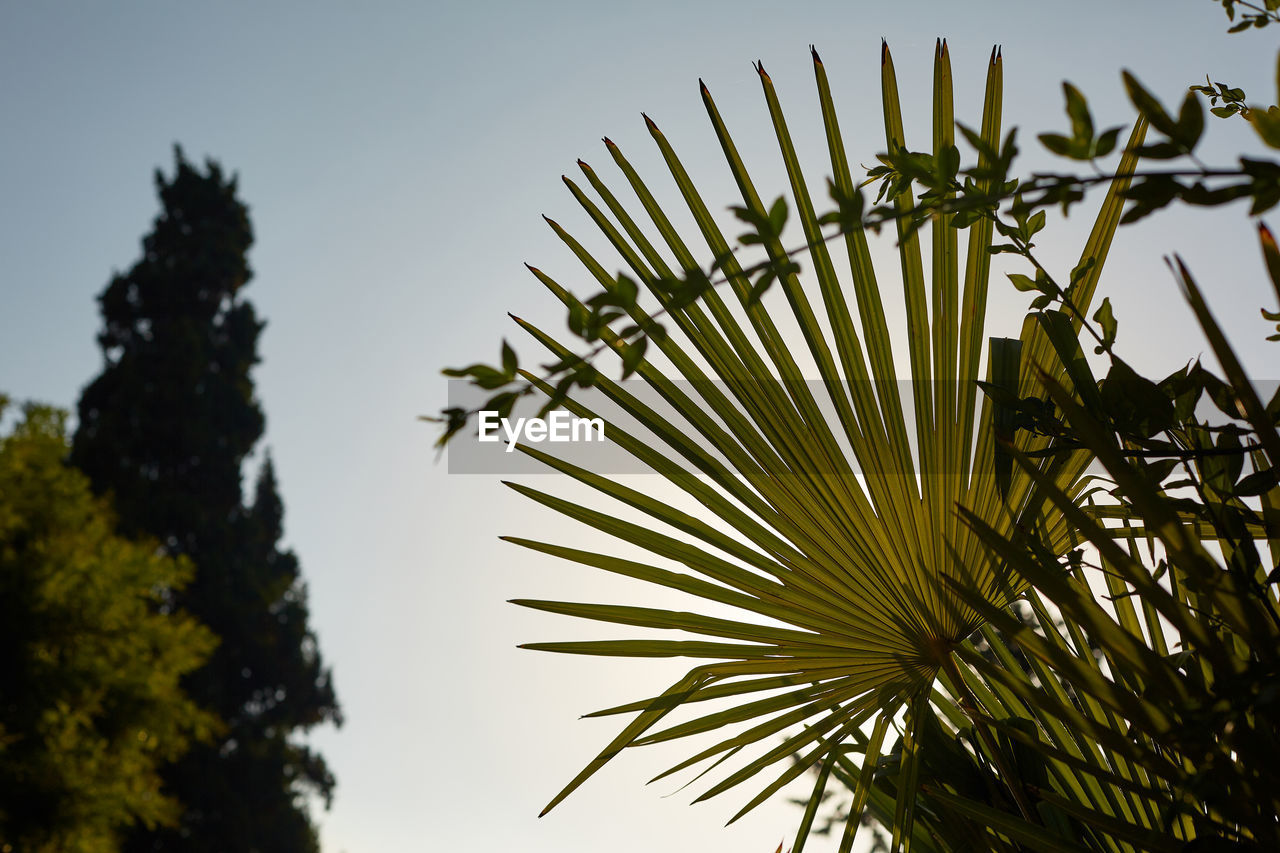 Low angle view of palm tree against sky