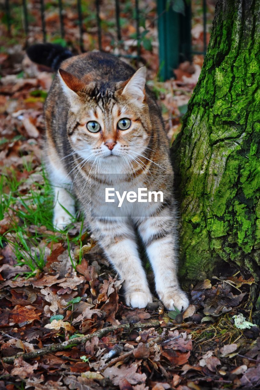 Portrait of tabby cat on field