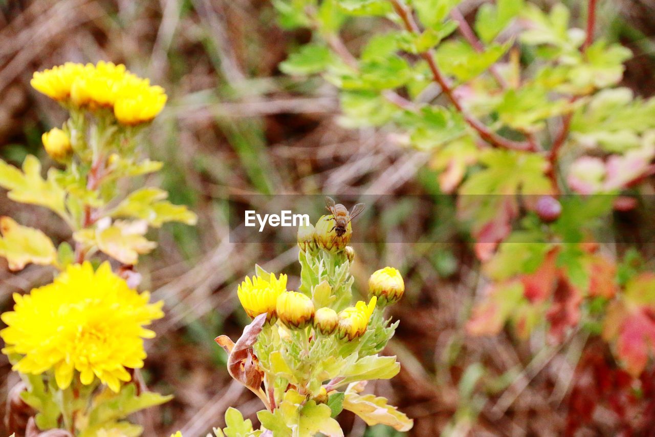 CLOSE-UP OF YELLOW INSECT ON FLOWER