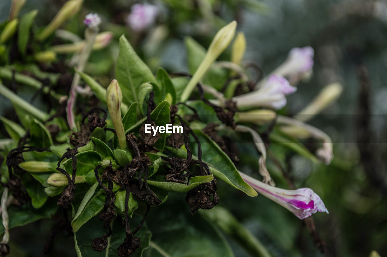 CLOSE-UP OF GREEN PLANT