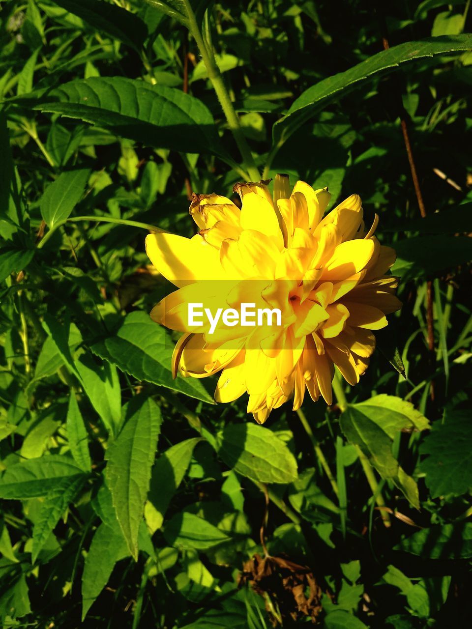 CLOSE-UP OF YELLOW FLOWER