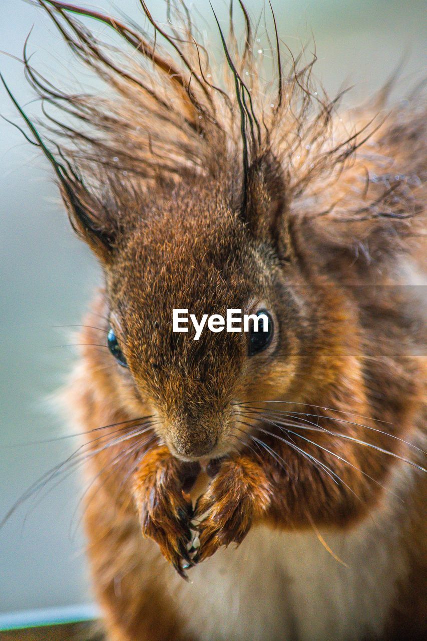 Close-up portrait of squirrel