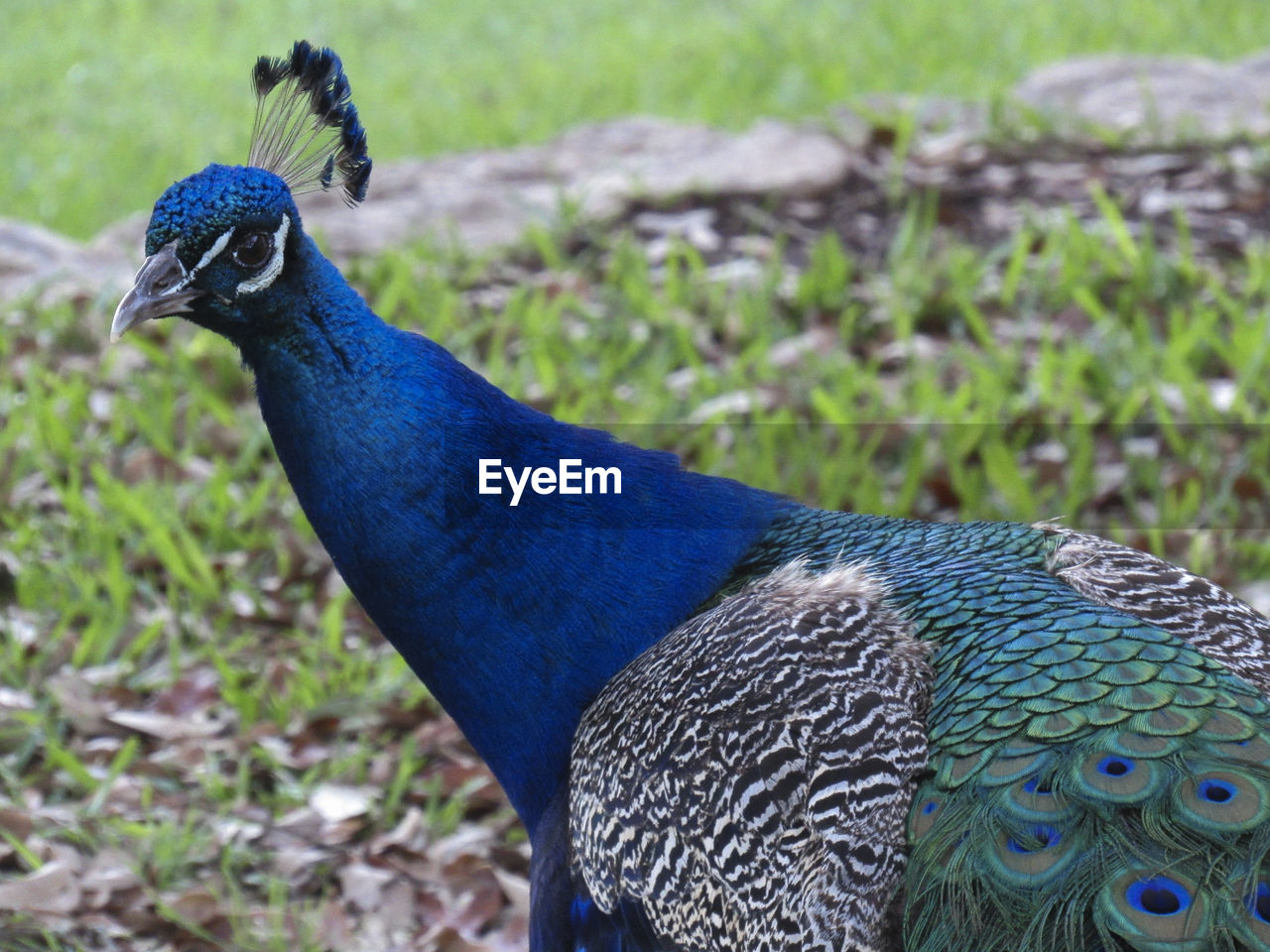 CLOSE-UP OF PEACOCK IN FIELD