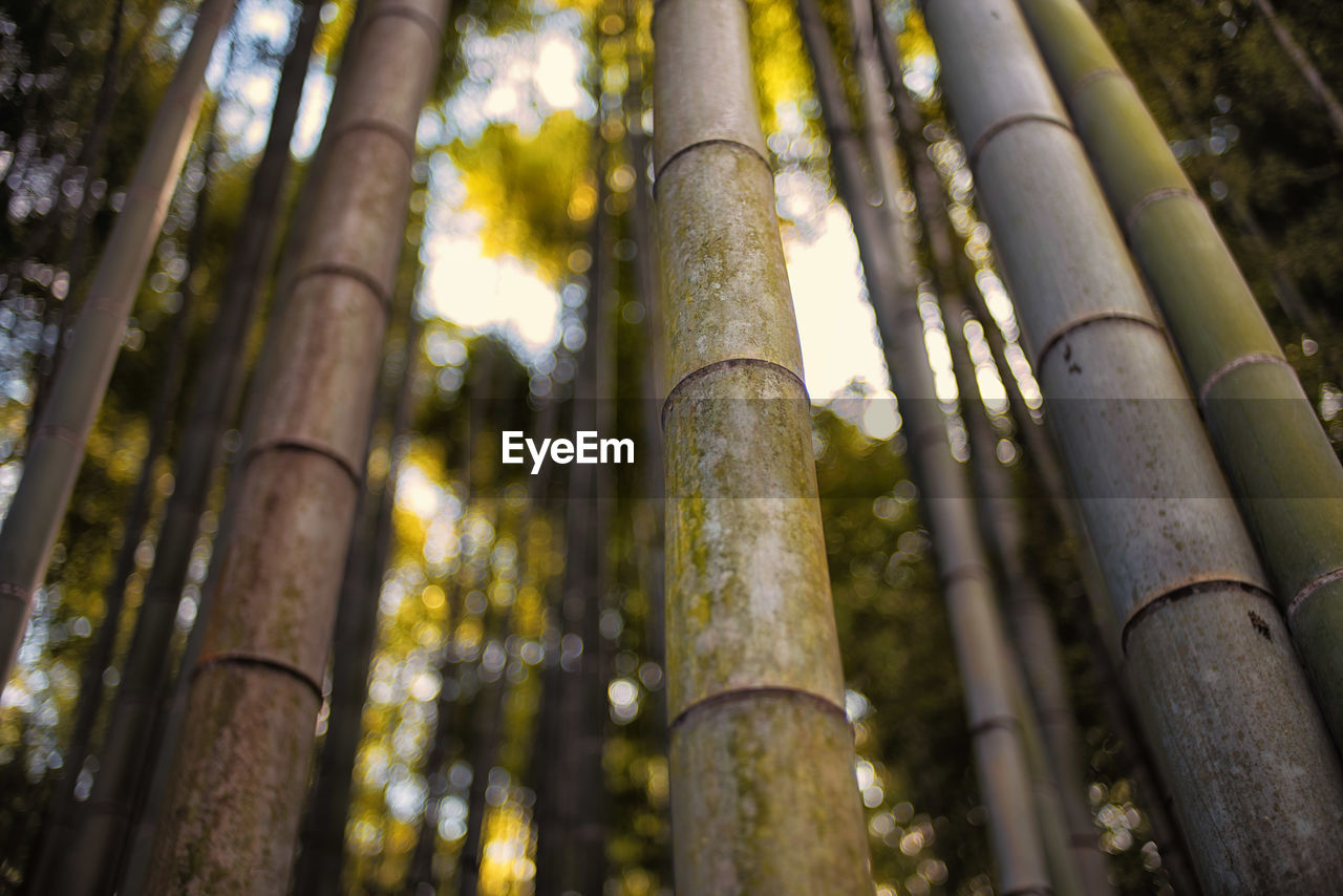 LOW ANGLE VIEW OF BAMBOO TREES