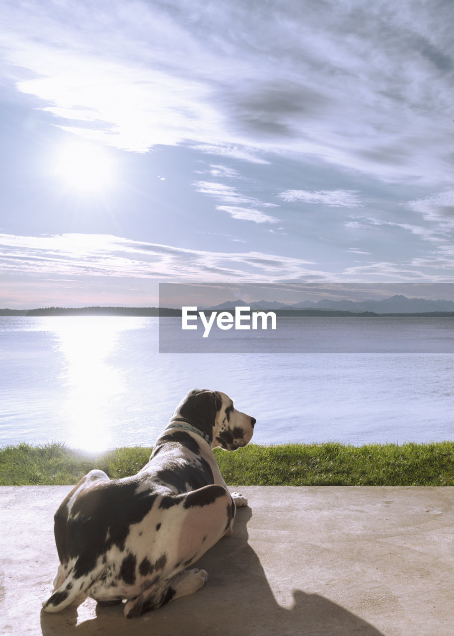 Watching over the sea, great dane dog laying on back porch, sunny afternoon at the beach house.