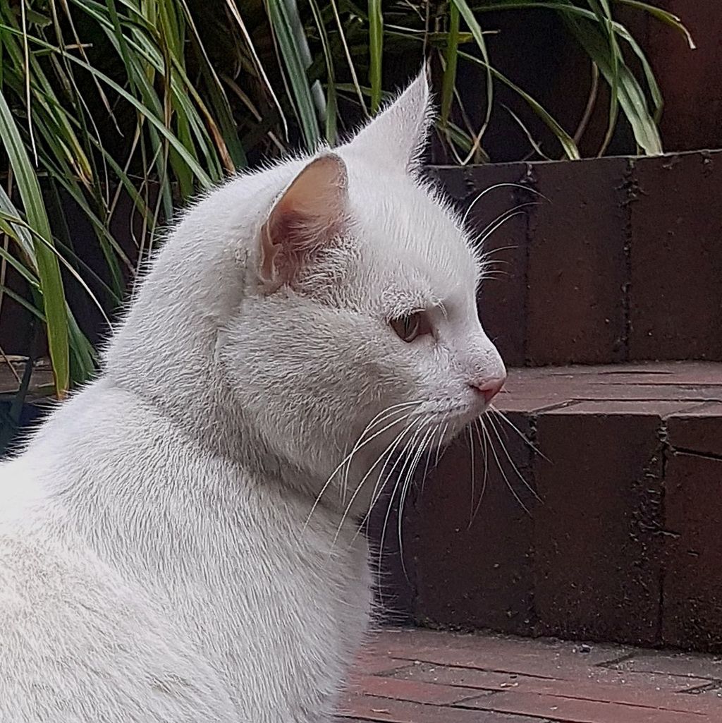 VIEW OF CAT YAWNING