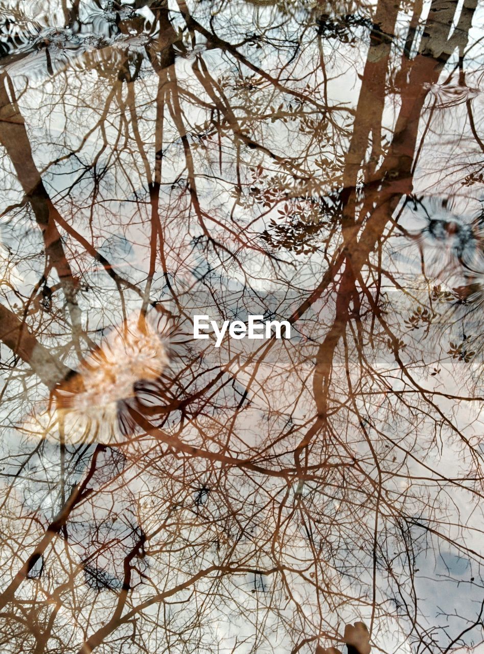 Reflection of trees in puddle