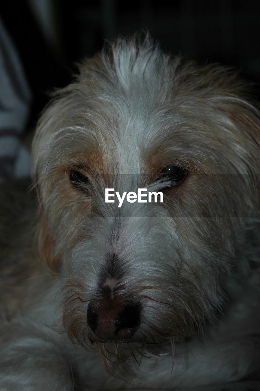 CLOSE-UP PORTRAIT OF A DOG WITH EYES