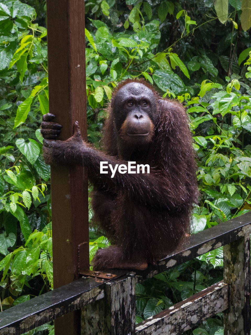 Orangutan in borneo jungle