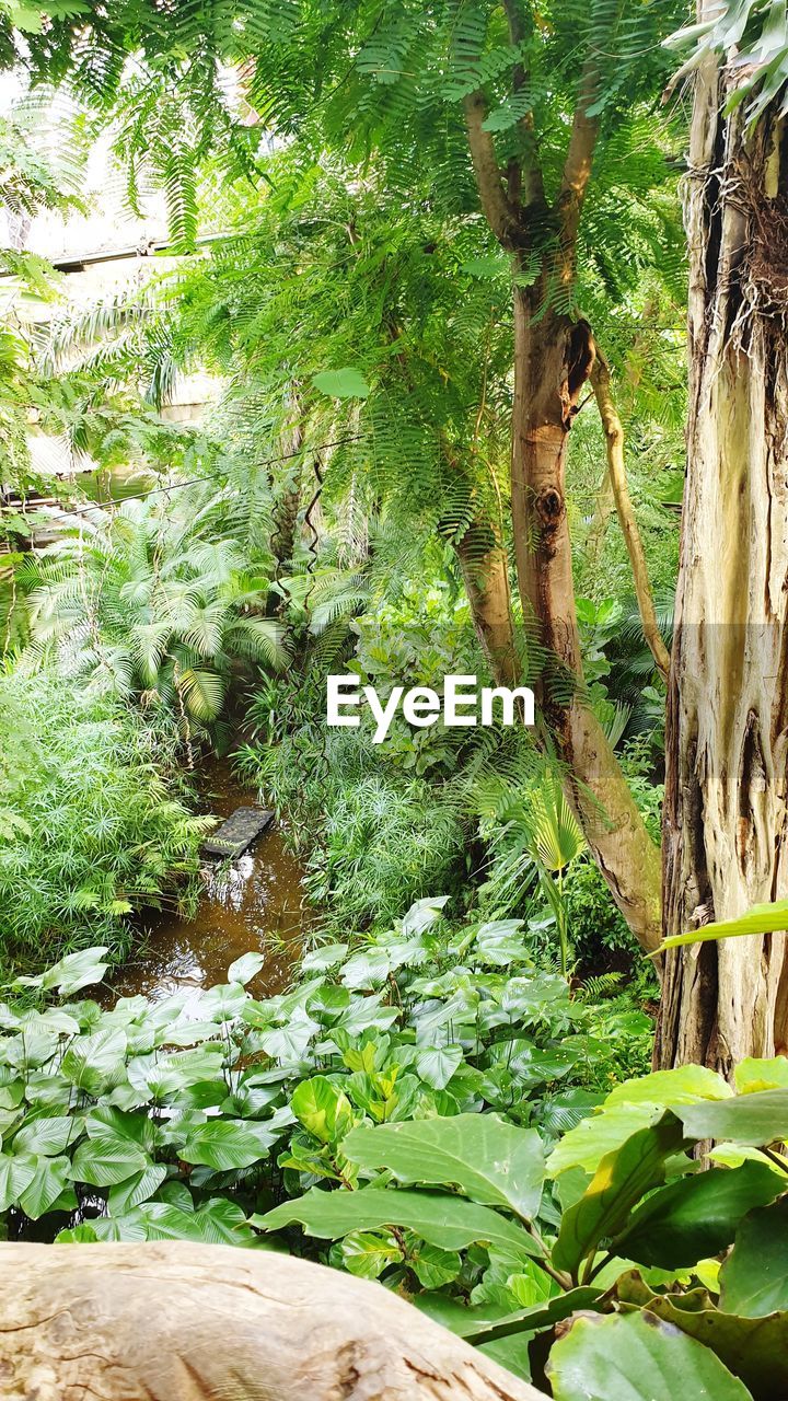 TREES AND PLANTS GROWING IN FOREST