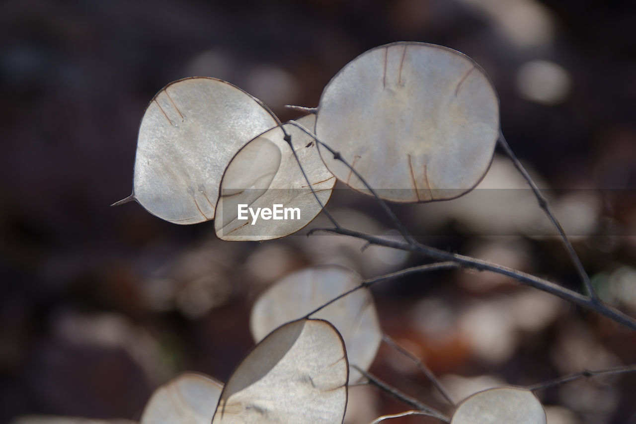 leaf, close-up, macro photography, nature, branch, focus on foreground, no people, plant, flower, autumn, petal, outdoors, plant part, tree, day, beauty in nature, spring, dry