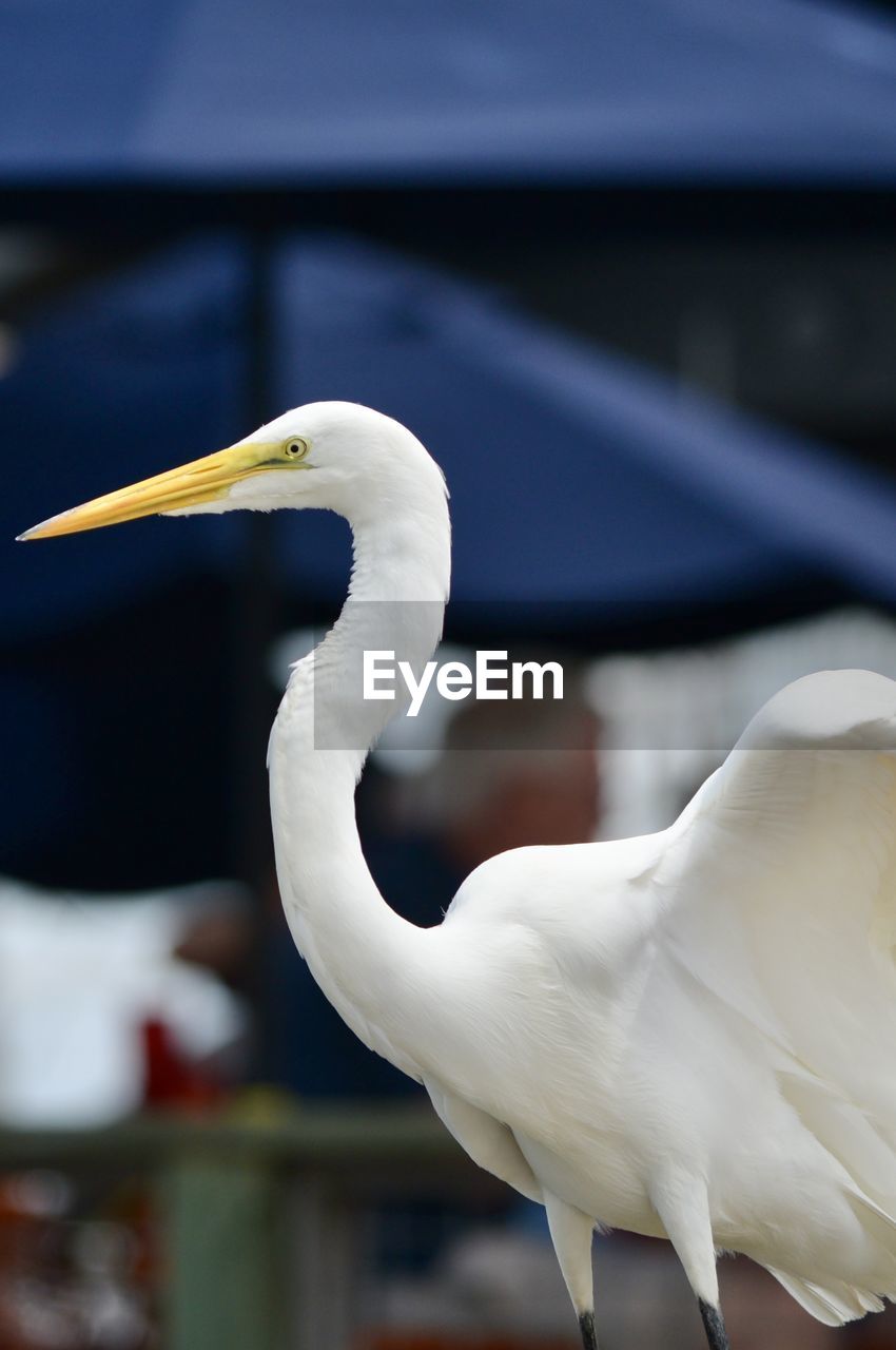 Great egret standing in front of a blurred outdoor seating section of a restaurant on hilton head