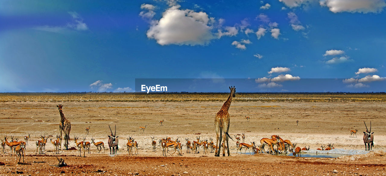 Animals standing on field against sky
