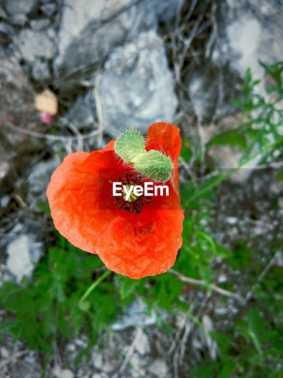 CLOSE-UP OF FRESH ORANGE POPPY BLOOMING OUTDOORS