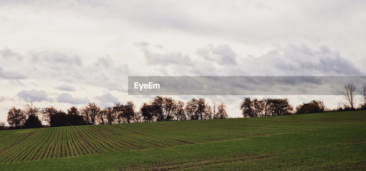 plant, landscape, sky, environment, tree, nature, land, cloud, field, scenics - nature, grass, rural scene, beauty in nature, agriculture, tranquility, growth, rural area, hill, tranquil scene, horizon, no people, plain, grassland, morning, green, meadow, crop, prairie, outdoors, farm, idyllic, non-urban scene, day, sunlight, flower, panoramic, springtime, food and drink