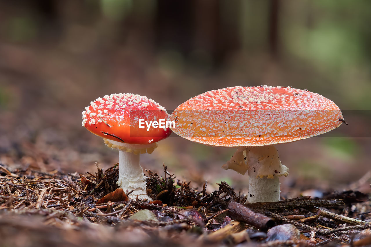 Close-up of fly agaric mushroom on field