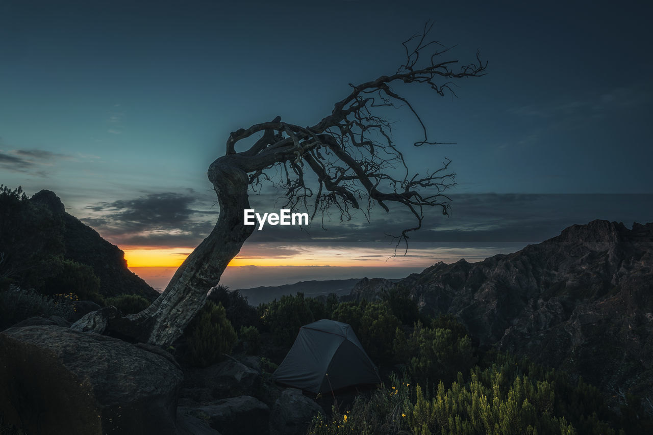 Tent pitched under tree at dawn