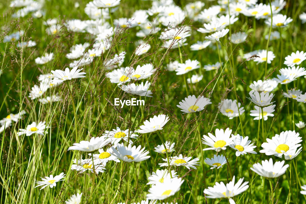 Close-up of white daisy flowers on field