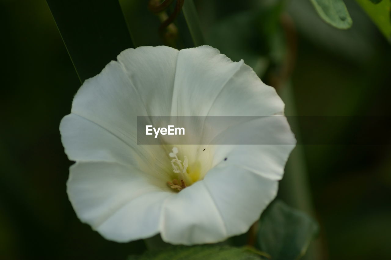 CLOSE-UP OF WHITE FLOWER