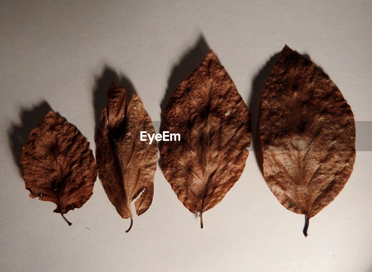 DIRECTLY ABOVE SHOT OF DRIED AUTUMN LEAVES ON WHITE BACKGROUND