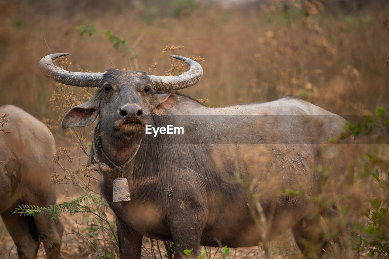 PORTRAIT OF AN ANIMAL