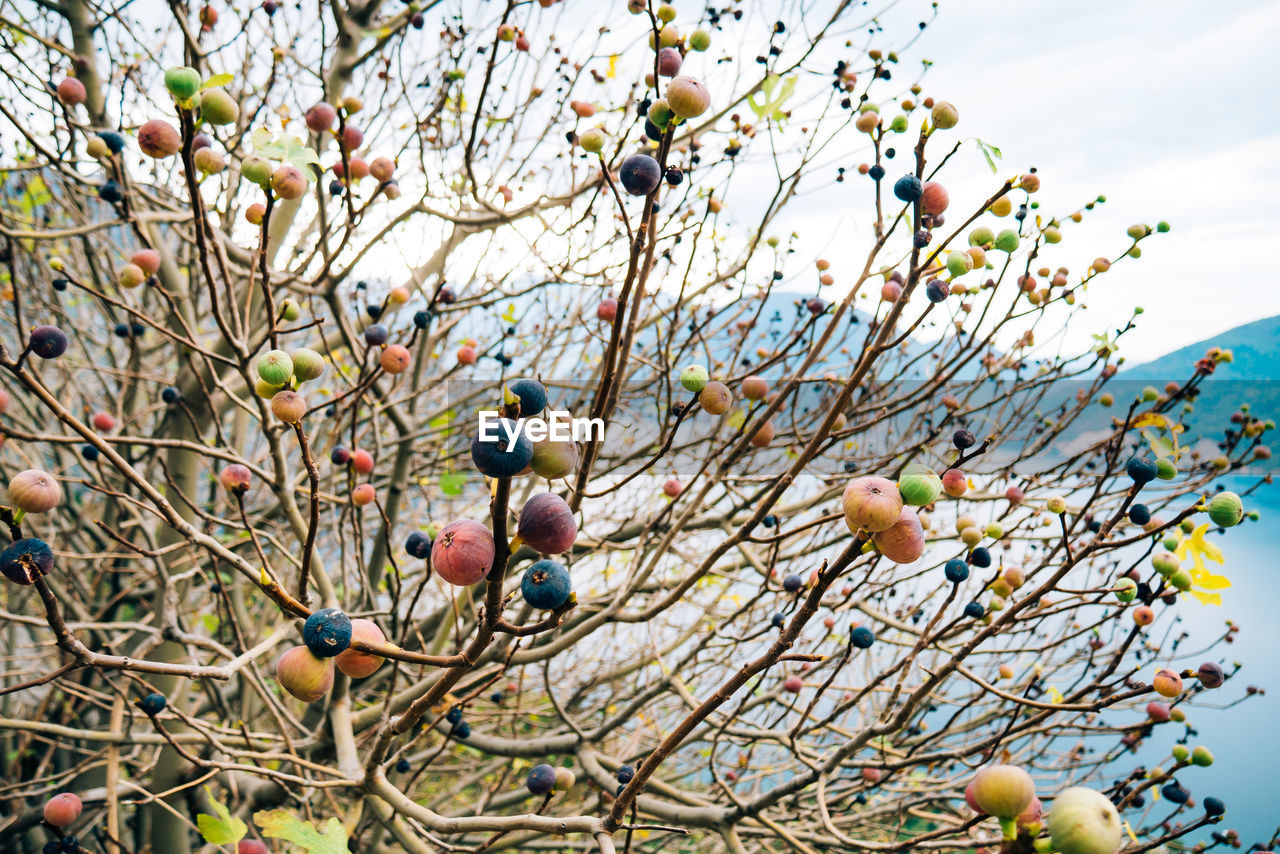 Low angle view of fruits growing on tree