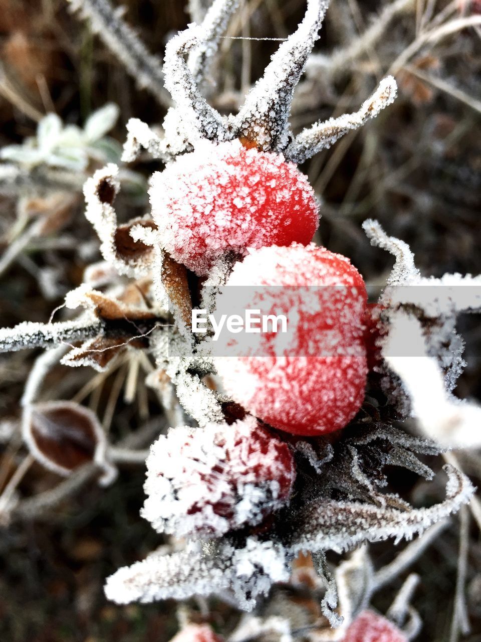 CLOSE-UP OF FROZEN BERRIES ON BRANCH