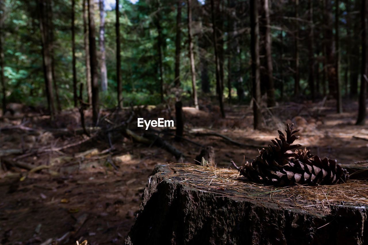 Pine cone on tree stump in forest