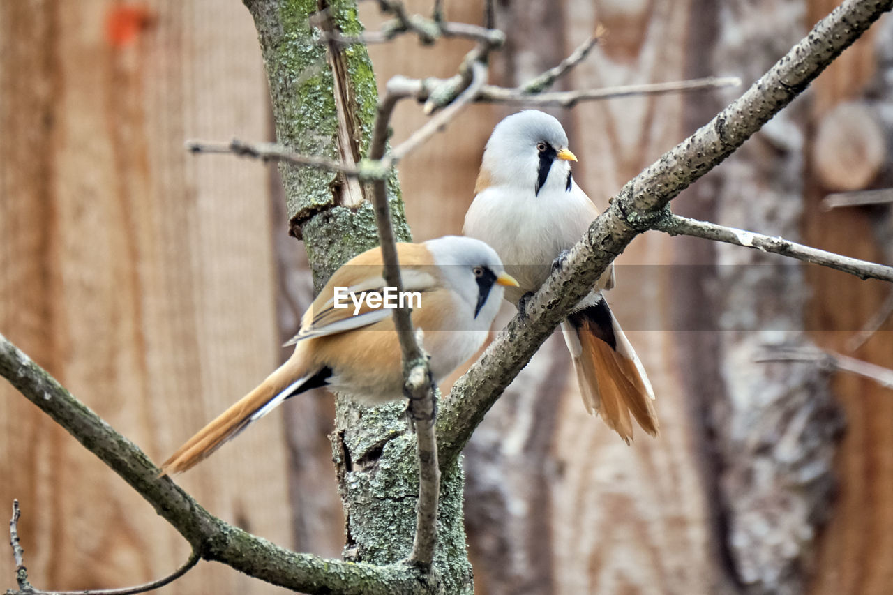 BIRDS PERCHING ON A BRANCH